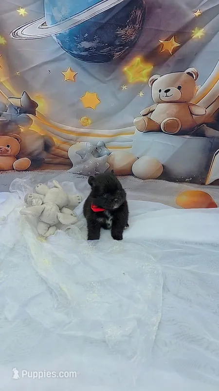CKC Kuma teacup pom  – Pomeranian puppy for sale in Lehigh Acres, FL