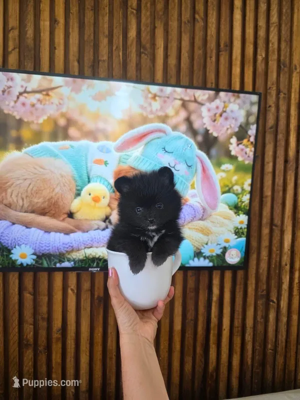CKC Kuma teacup pom  – Pomeranian puppy for sale in Lehigh Acres, FL
