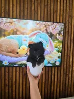 CKC Kuma teacup pom , a male Pomeranian for sale in Fort Myers, FL – 1 of 9