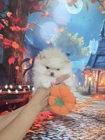 Teddy Bear Sonny, a male Pomeranian for sale in Fort Myers, FL – 7 of 10