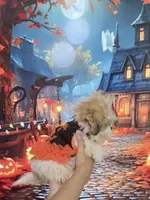Imperial Princess Nunu, a female Shih Tzu for sale in Fort Myers, FL – 3 of 7