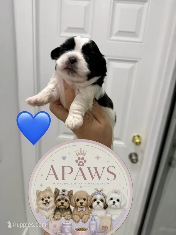 Imperial Baloo – Shih Tzu puppy for sale in Fort Myers, FL