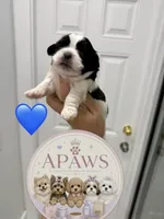 Imperial Baloo, a male Shih Tzu for sale in Fort Myers, FL – 1 of 4