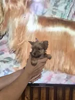 Princess Sunny, a female Yorkshire Terrier for sale in Fort Myers, FL – 2 of 9