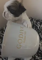 Lilo, a female Shih Tzu for sale in Lehigh Acres, FL – Photo 2 of 9