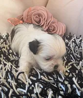 Lilo, a female Shih Tzu for sale in Lehigh Acres, FL – Photo 9 of 9