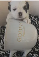 Lilo, a female Shih Tzu for sale in Lehigh Acres, FL – Photo 5 of 9