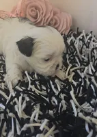 Lilo, a female Shih Tzu for sale in Lehigh Acres, FL – Photo 3 of 9