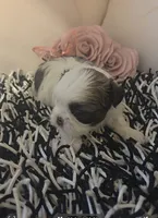 Lilo, a female Shih Tzu for sale in Lehigh Acres, FL – Photo 6 of 9