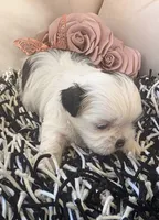 Lilo, a female Shih Tzu for sale in Lehigh Acres, FL – Photo 1 of 9