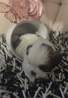 Lilo, a female Shih Tzu for sale in Lehigh Acres, FL – Photo 7 of 9