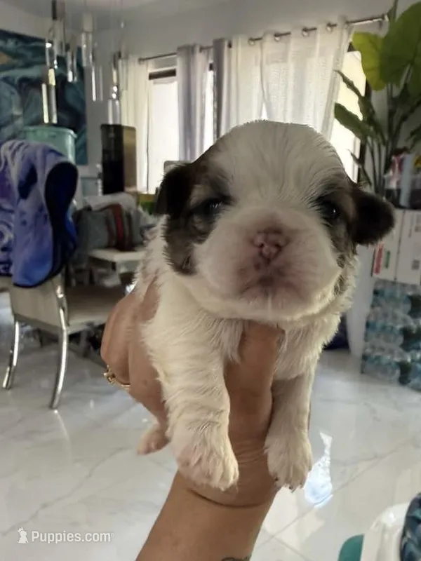Bubba – Shih Tzu puppy for sale in Fort Myers, FL