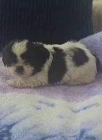 Imperial Bambam, a male Shih Tzu for sale in Fort Myers, FL – 6 of 8
