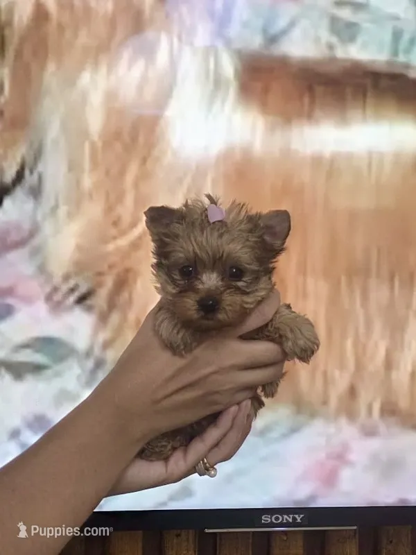 Princes Goldie – Yorkshire Terrier puppy for sale in Fort Myers, FL