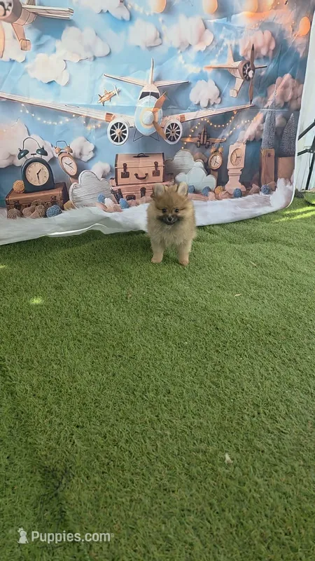 CKC Toto chan – Pomeranian puppy for sale in Fort Myers, FL