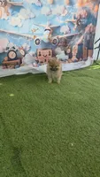 CKC Toto chan, a male Pomeranian for sale in Fort Myers, FL – 1 of 3