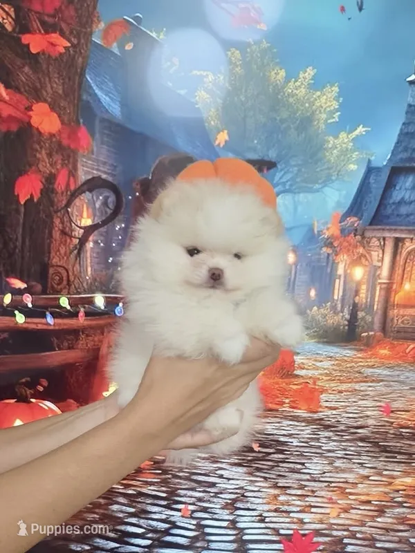 Teddy Bear Sonny – Pomeranian puppy for sale in Fort Myers, FL