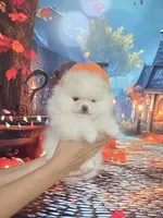 Teddy Bear Sonny, a male Pomeranian for sale in Fort Myers, FL – 1 of 10