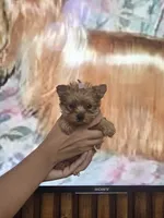 Princes Goldie, a female Yorkshire Terrier for sale in Fort Myers, FL – 2 of 6