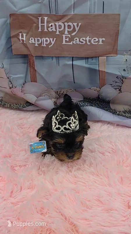 Suki – Yorkshire Terrier puppy on hold in Lehigh Acres, FL