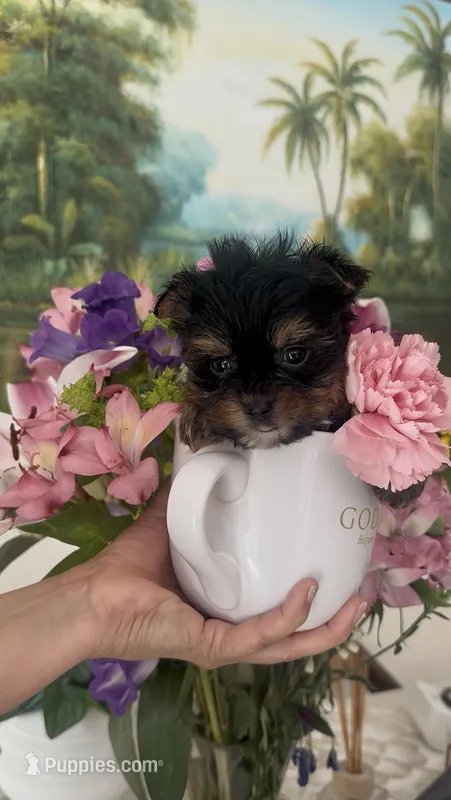 Suki – Yorkshire Terrier puppy for sale in Lehigh Acres, FL
