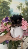 Suki, a female Yorkshire Terrier for sale in Lehigh Acres, FL – Photo 1 of 4