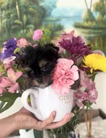 Suki, a female Yorkshire Terrier for sale in Lehigh Acres, FL – Photo 2 of 4