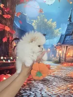 Teddy Bear Sonny, a male Pomeranian for sale in Fort Myers, FL – 2 of 10