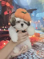 Imperial Prince Dudu, a male Shih Tzu for sale in Fort Myers, FL – 6 of 9