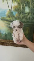 Bluey, a male Poodle - Toy  for sale in Fort Myers, FL – 2 of 6