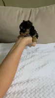 Teacup Molly, a female Yorkshire Terrier for sale in Fort Myers, FL – 3 of 6