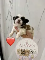 Imperial Bombom, a male Shih Tzu for sale in Fort Myers, FL – 1 of 4