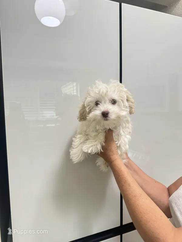 Haaland – Poodle - Toy  puppy for sale in Fort Myers, FL