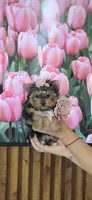 Lili-Rose Little Star, a female Yorkshire Terrier for sale in Fort Myers, FL – 7 of 10