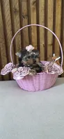 Lili-Rose Little Star, a female Yorkshire Terrier for sale in Fort Myers, FL – 6 of 10