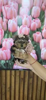 Lili-Rose Little Star, a female Yorkshire Terrier for sale in Fort Myers, FL – 4 of 10