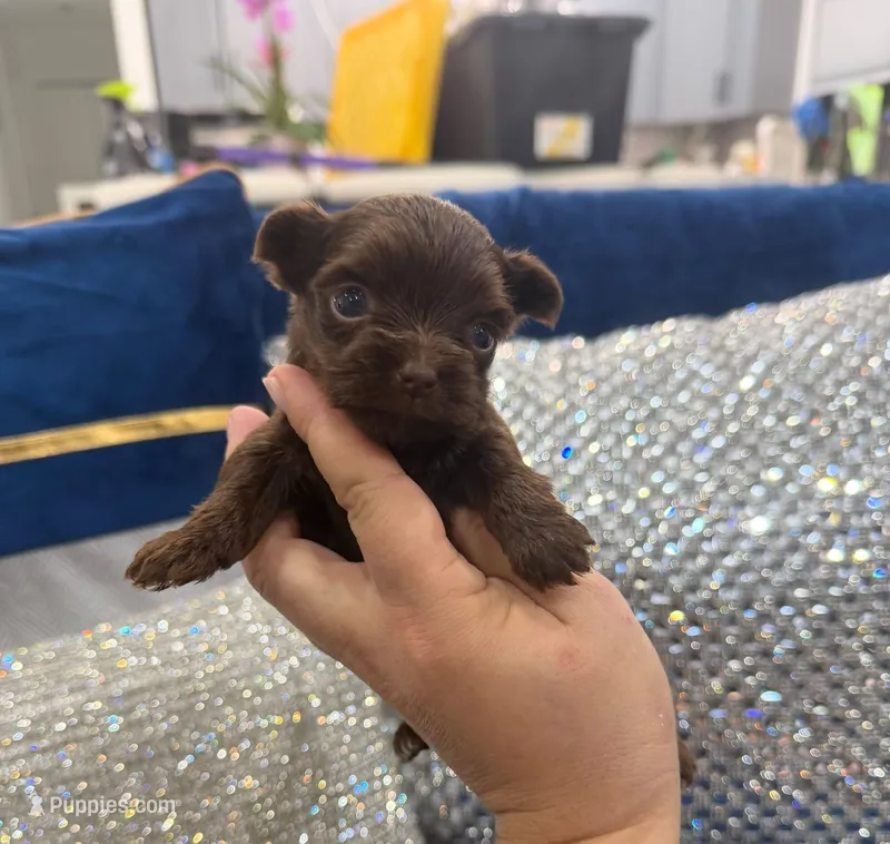 Mini Chocolat au lait – Yorkshire Terrier puppy for sale in Fort Myers, FL