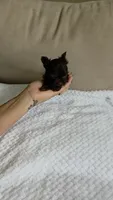 Teacup Chocolat au lait, a male Yorkshire Terrier for sale in Fort Myers, FL – 6 of 10