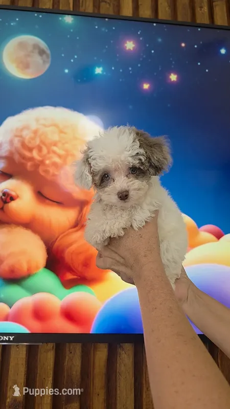 Bluey – Poodle - Toy  puppy for sale in Fort Myers, FL