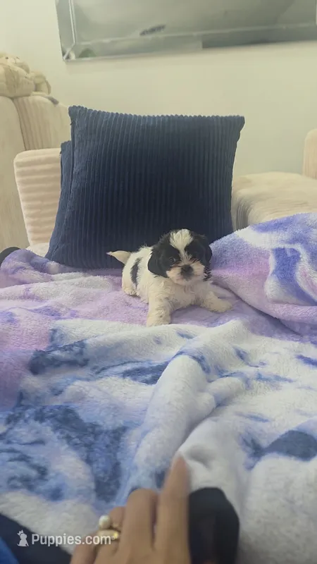 Imperial Bambam – Shih Tzu puppy for sale in Fort Myers, FL
