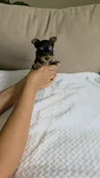 Teacup Molly, a female Yorkshire Terrier for sale in Fort Myers, FL – 5 of 6