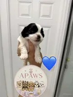 Imperial Baloo, a male Shih Tzu for sale in Fort Myers, FL – 2 of 4