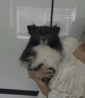 Pan Bebé, a male Pomeranian for sale in Fort Myers, FL – 1 of 6