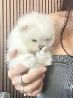 Teddy Bear Sonny, a male Pomeranian for sale in Fort Myers, FL – 9 of 10