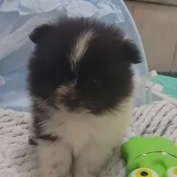 Pani, a male Pomeranian for sale in Lehigh Acres, FL – Photo 2 of 6