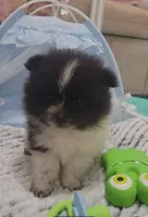 Pani, a male Pomeranian for sale in Lehigh Acres, FL – Photo 2 of 6