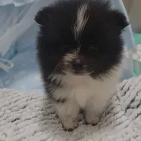 Pani, a male Pomeranian for sale in Lehigh Acres, FL – Photo 1 of 6