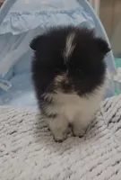 Pani, a male Pomeranian for sale in Lehigh Acres, FL – Photo 1 of 6