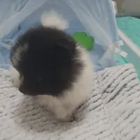 Pani, a male Pomeranian for sale in Lehigh Acres, FL – Photo 5 of 6