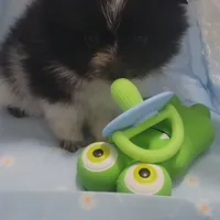 Pani, a male Pomeranian for sale in Lehigh Acres, FL – Photo 3 of 6